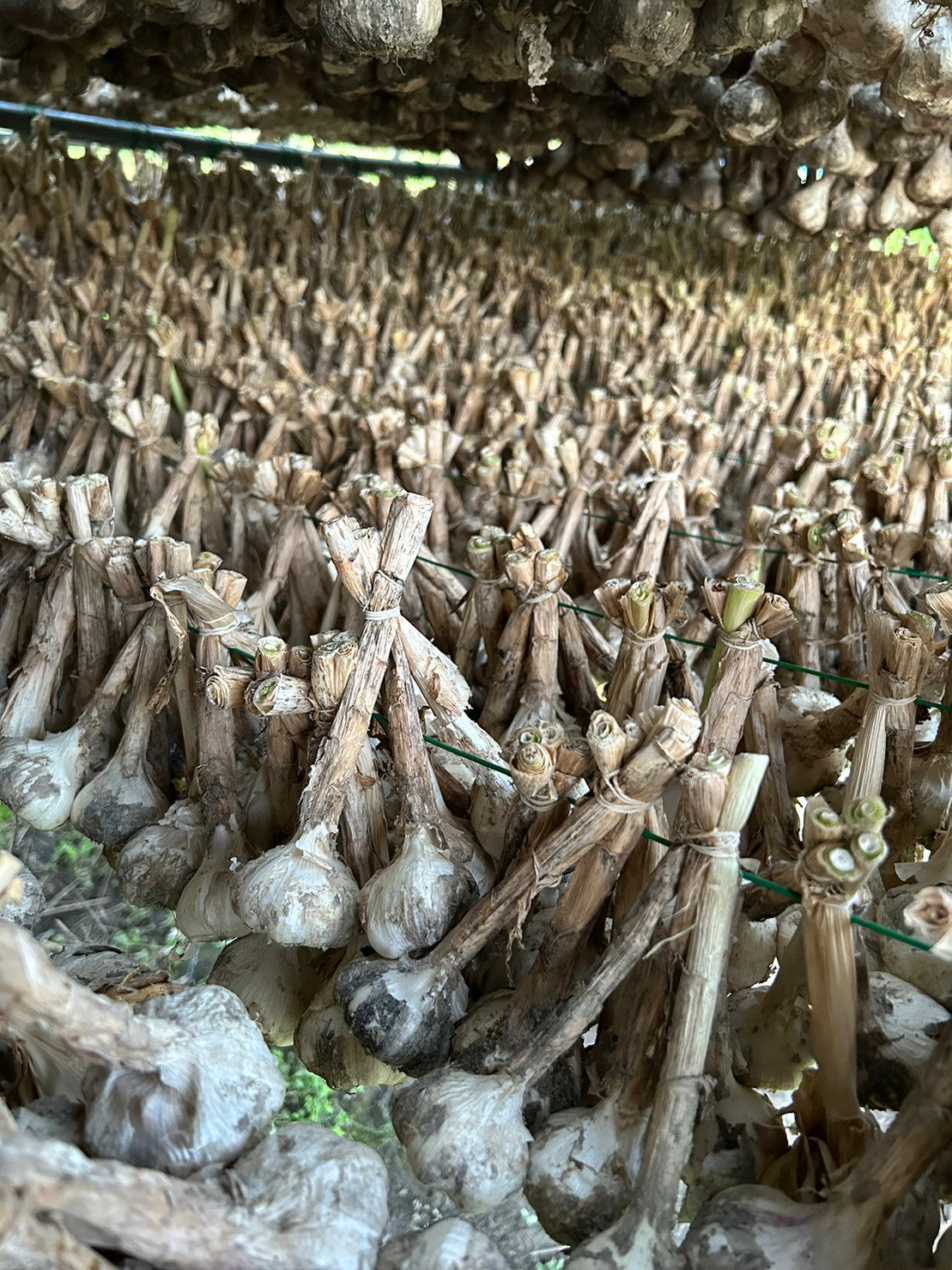 ネット入り「翌日匂わないニンニク」500g